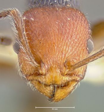 Media type: image; Entomology 22407   Aspect: head frontal view